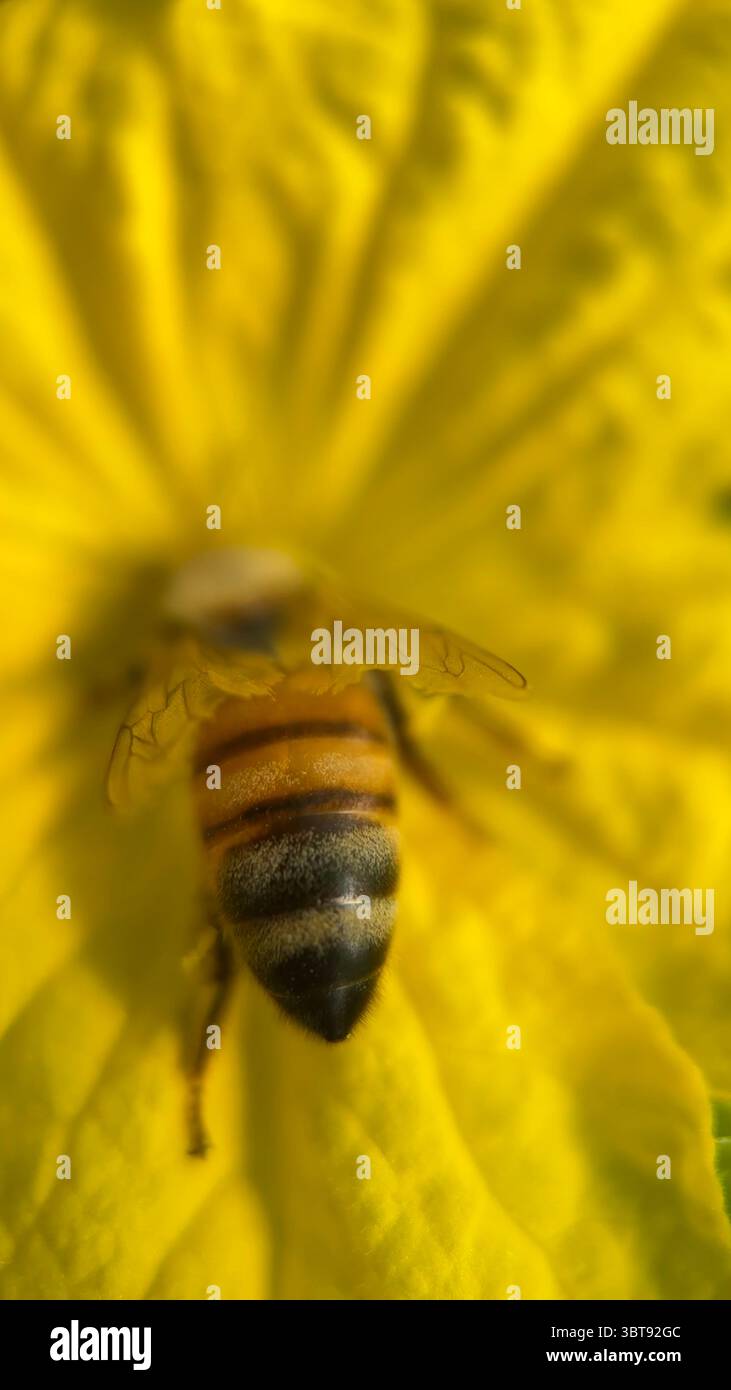 A close up of a honey bee feeding on a flower. Macro photography. - Smartphone Captured Stock Image