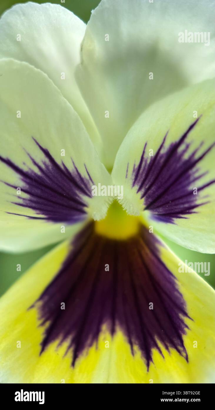 A close up of purple and yellow pansy flower. Purple flower macro photography - Smartphone Captured Stock Image