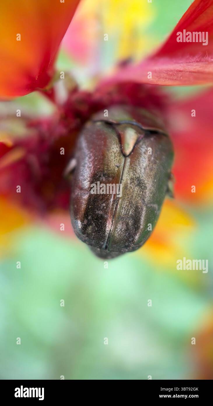A close up of a copper chafer beetle . Macro photography, - Smartphone Captured Stock Image
