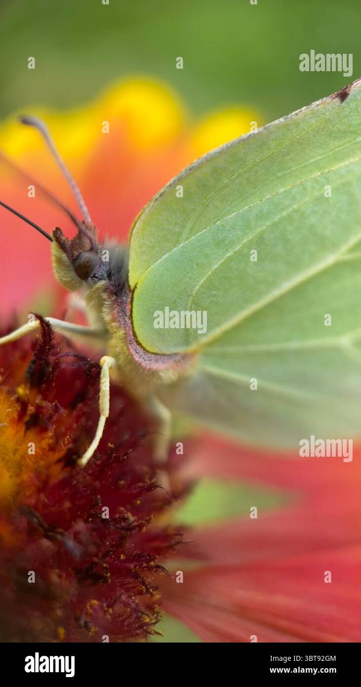 Green brimstone butterfly macro photography, - Smartphone Captured Stock Image