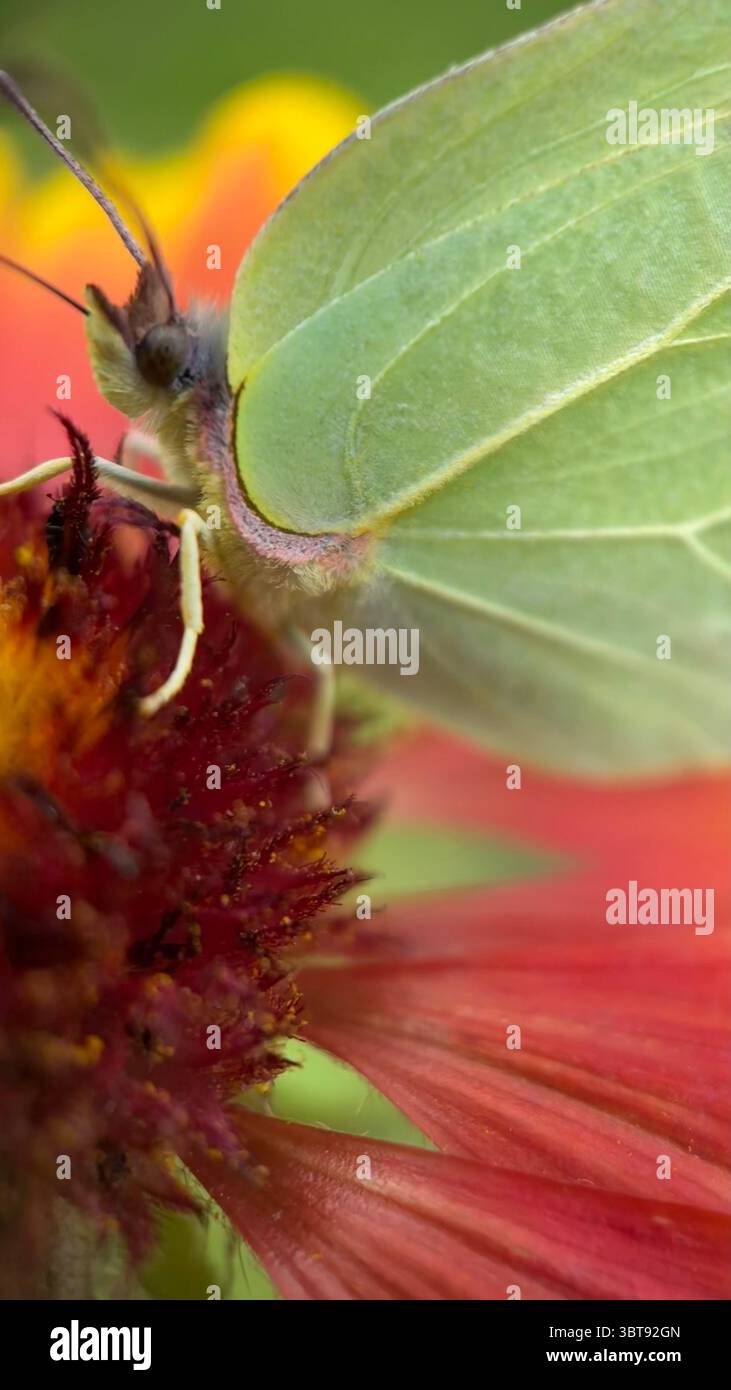 Green brimstone butterfly macro photography, - Smartphone Captured Stock Image