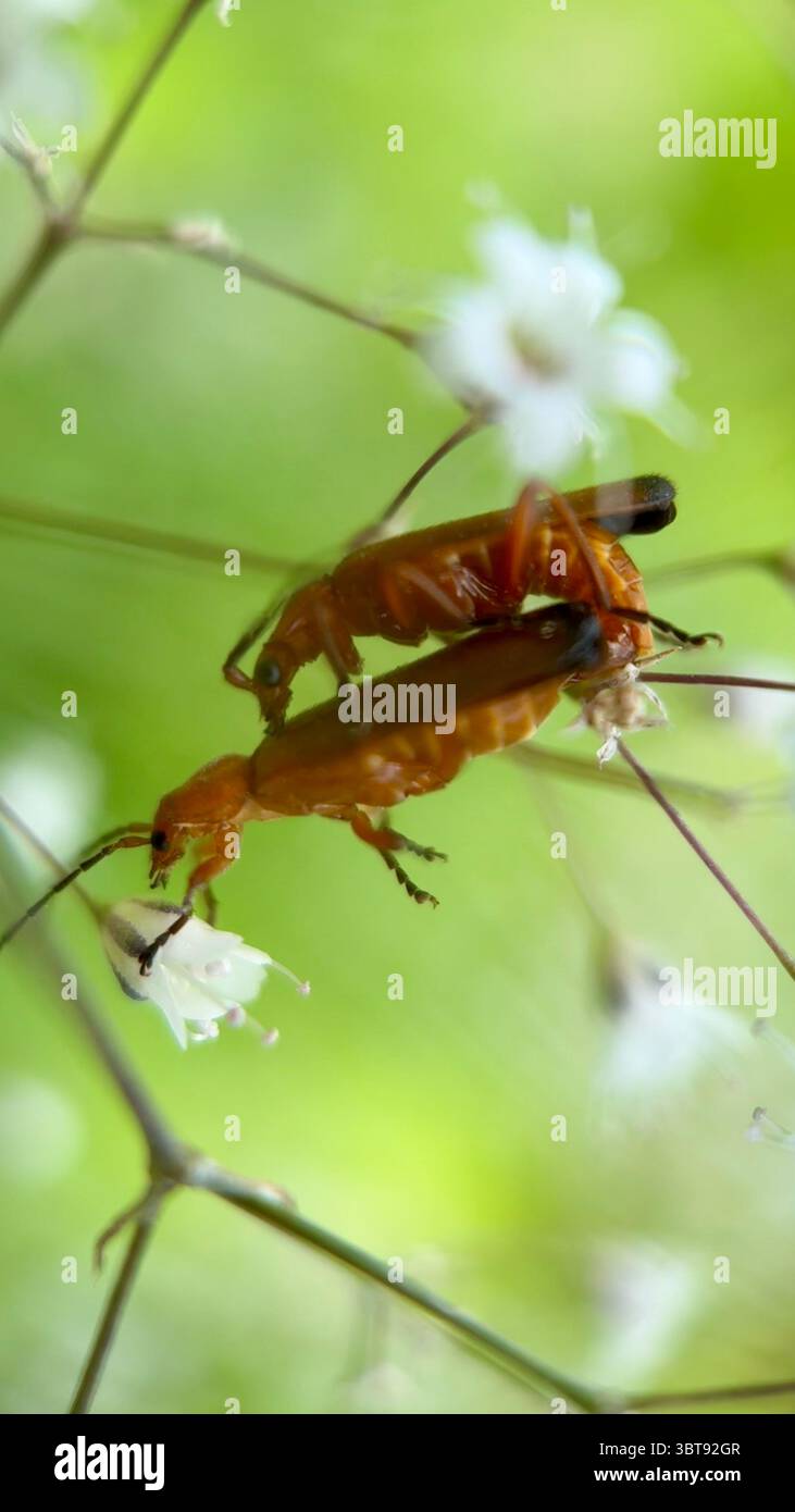 Common red soldier beetles mating macro photography. - Smartphone Captured Stock Image