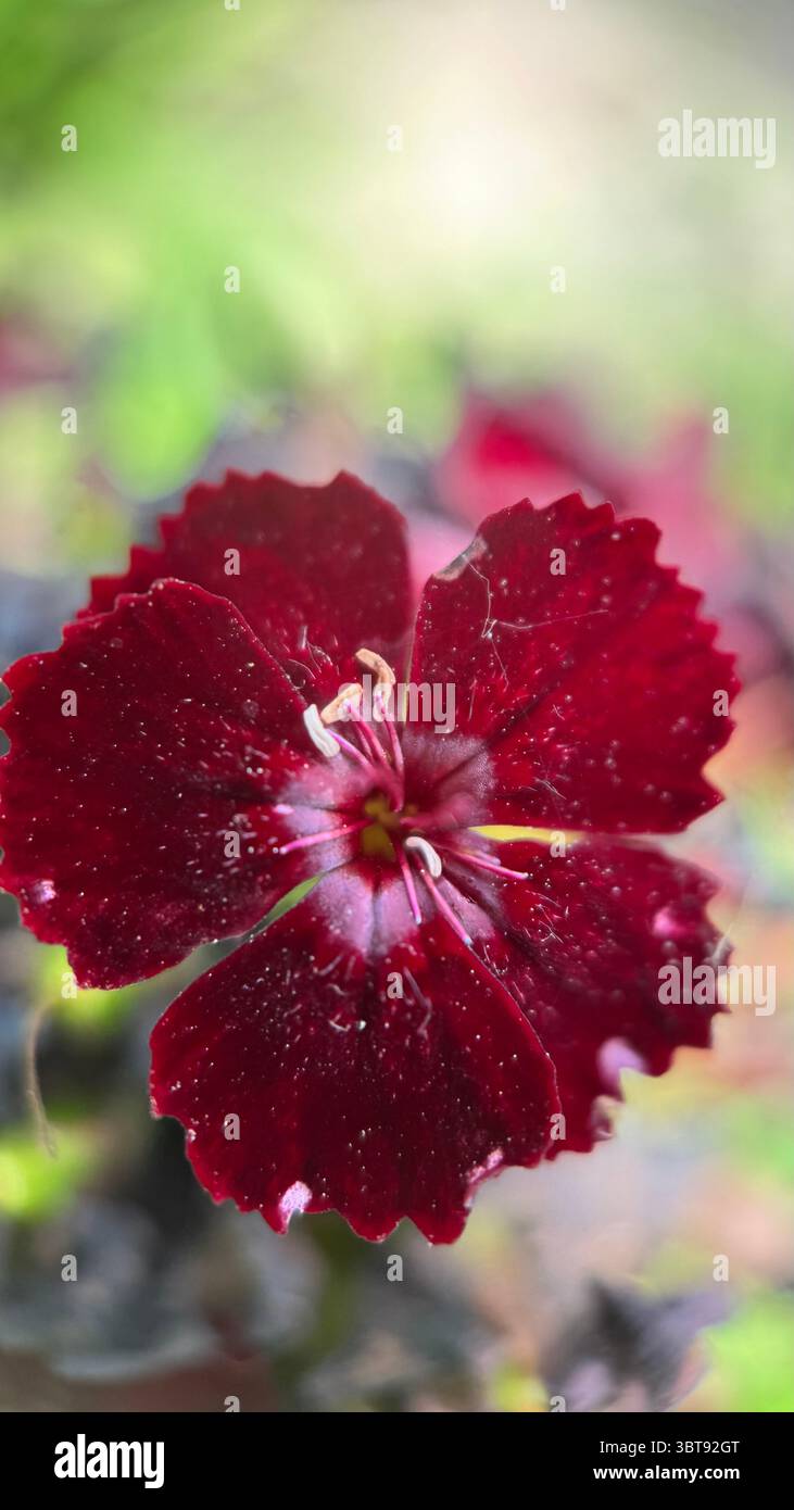 Maiden pink flower (Dianthus) macro photography. Burgundy red “pinks” flower petals close up. - Smartphone Captured Stock Image