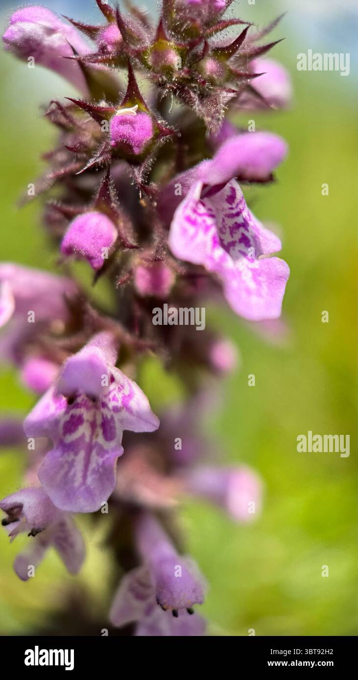 Marsh woundwort pink flowers macro photography. - Smartphone Captured Stock Image