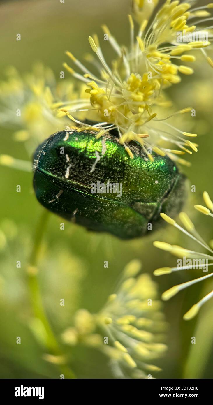 Metallic green beetle Rose Chafer macro photography. - Smartphone Captured Stock Image