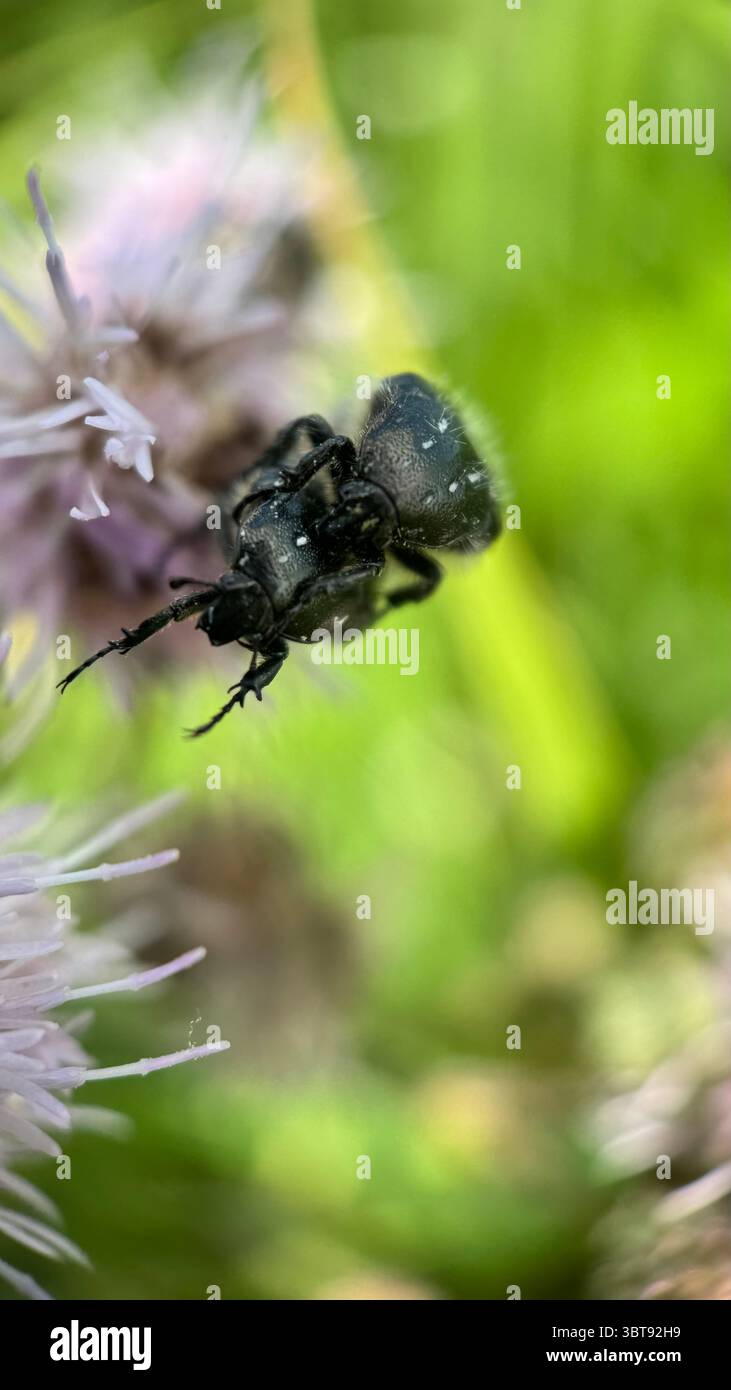 A close up of a white spotted rose beetle. Macro photography. - Smartphone Captured Stock Image