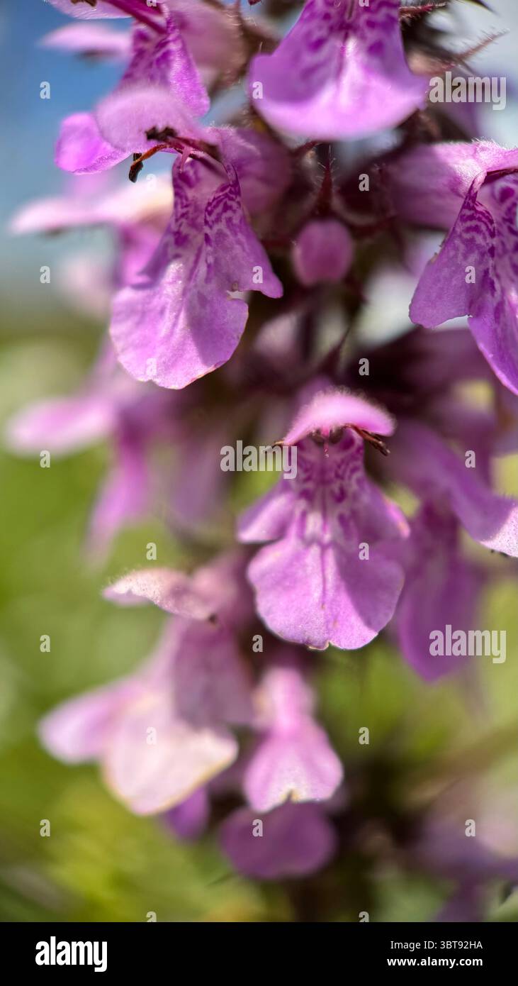 Marsh woundwort pink flowers macro photography. - Smartphone Captured Stock Image