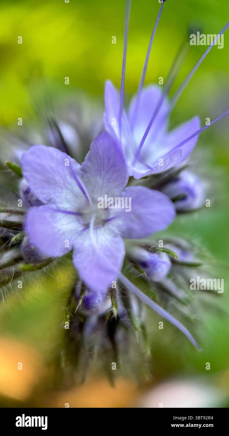 Lacy Phacelia light-purple flowers macro photography. A close up of purple flowers. - Smartphone Captured Stock Image