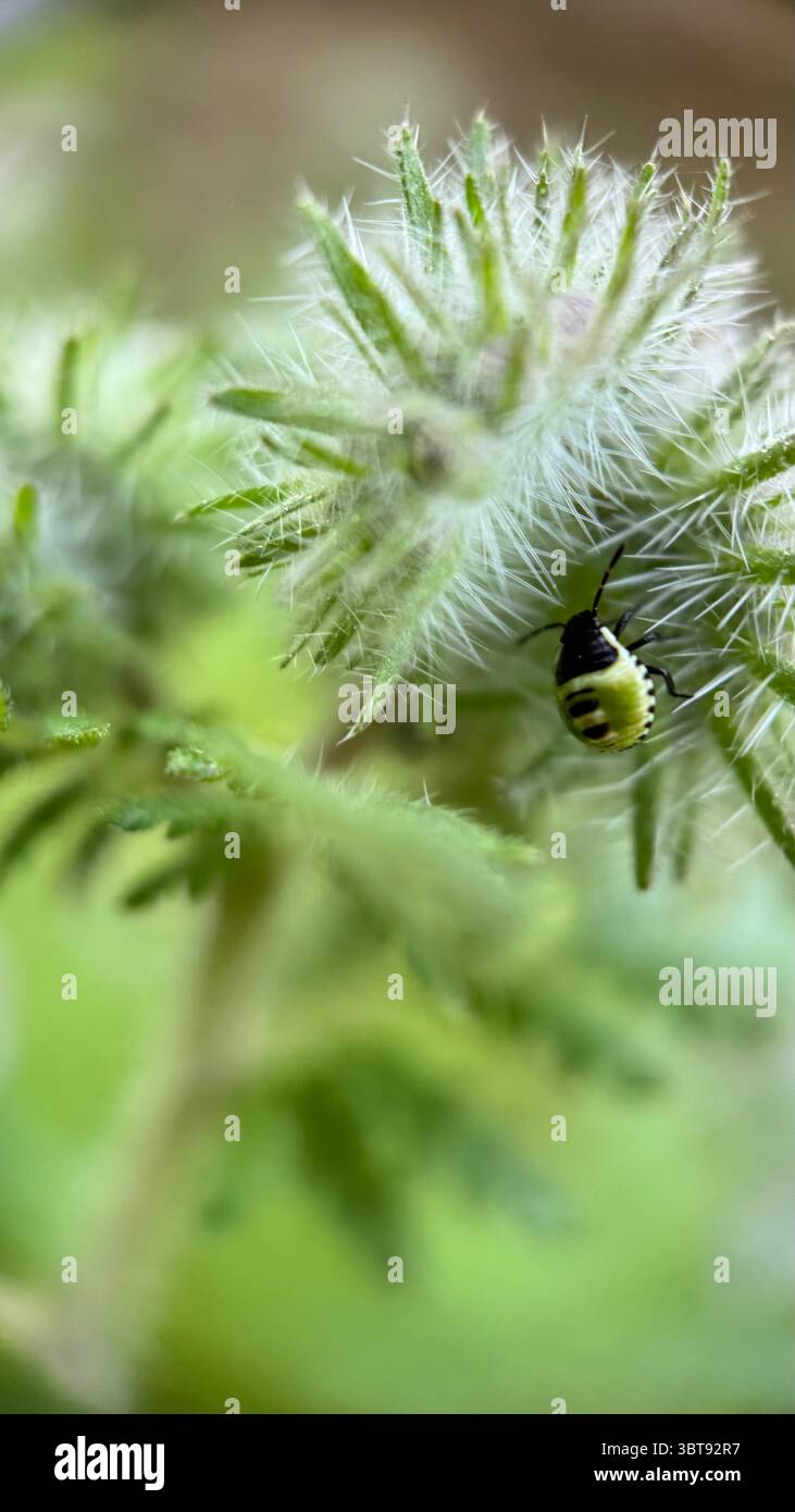 Green shield bug nymph crawling on a flower macro photography. - Smartphone Captured Stock Image