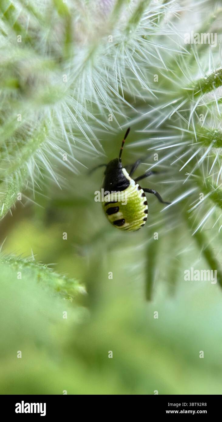 Green shield bug nymph crawling on a flower macro photography. - Smartphone Captured Stock Image