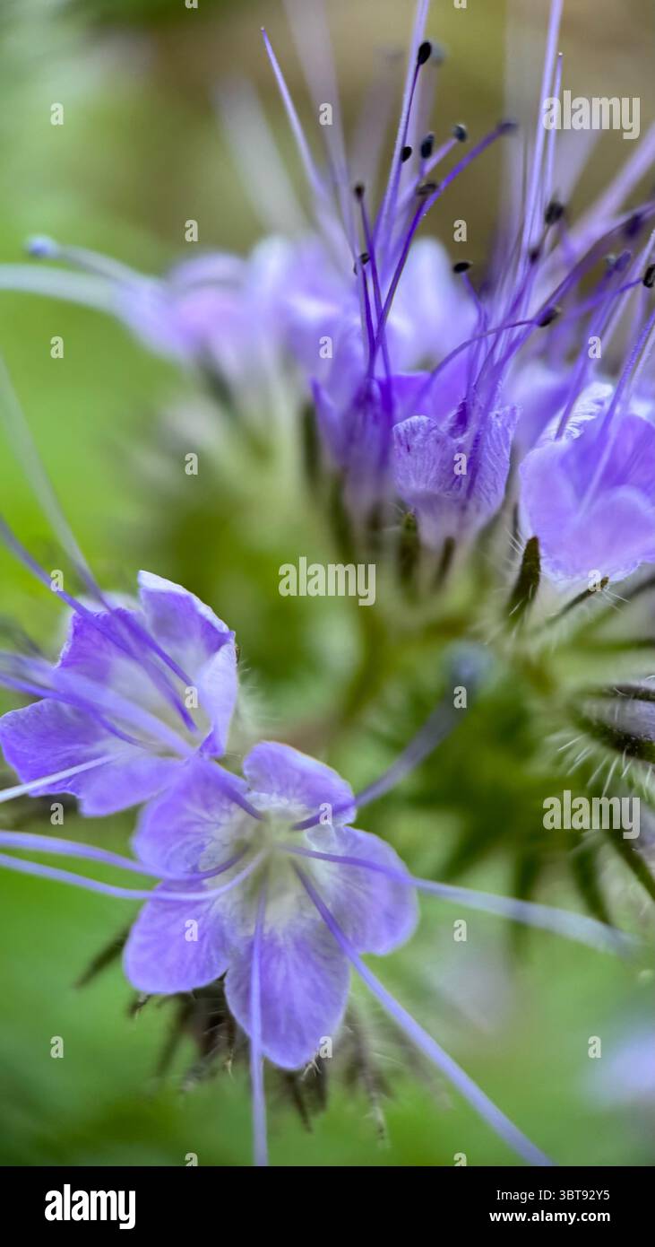 Lacy Phacelia light-purple flowers macro photography. A close up of purple flowers. - Smartphone Captured Stock Image