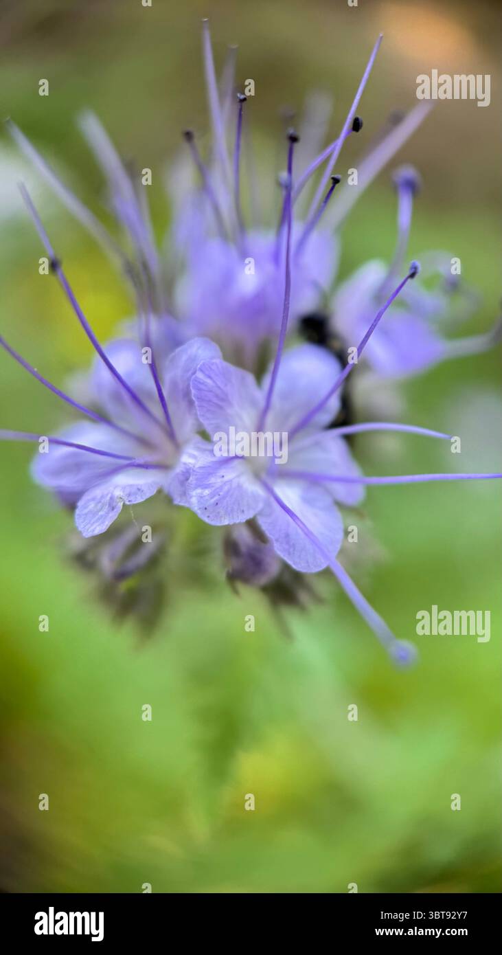 Lacy Phacelia light-purple flowers macro photography. A close up of purple flowers. - Smartphone Captured Stock Image