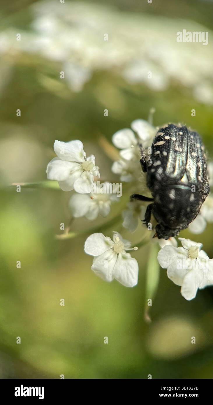 A close up of a white spotted rose beetle. Macro photography. - Smartphone Captured Stock Image