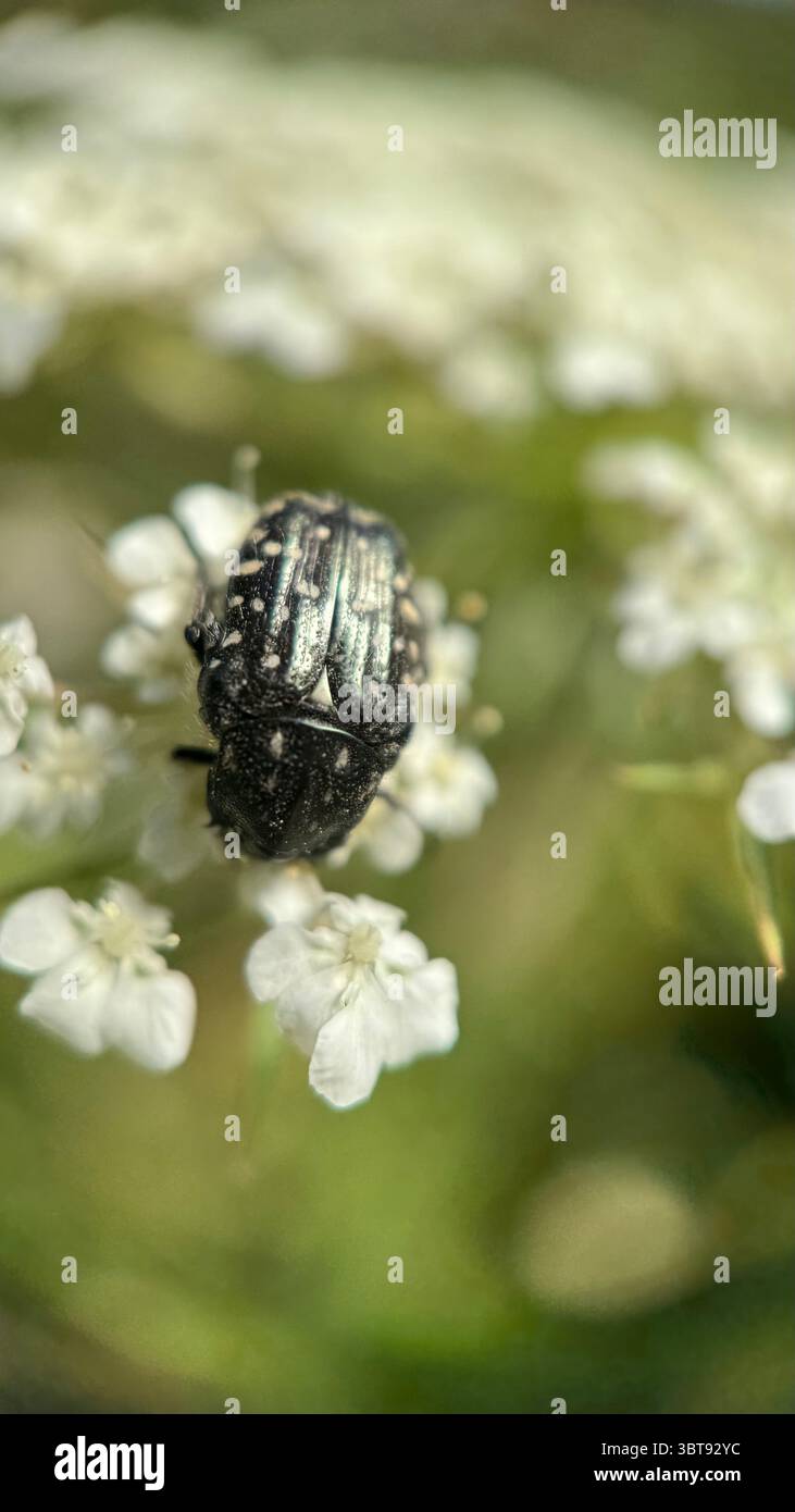A close up of a white spotted rose beetle. Macro photography. - Smartphone Captured Stock Image