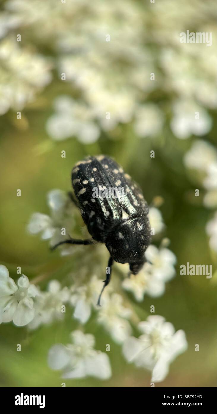 A close up of a white spotted rose beetle. Macro photography. - Smartphone Captured Stock Image