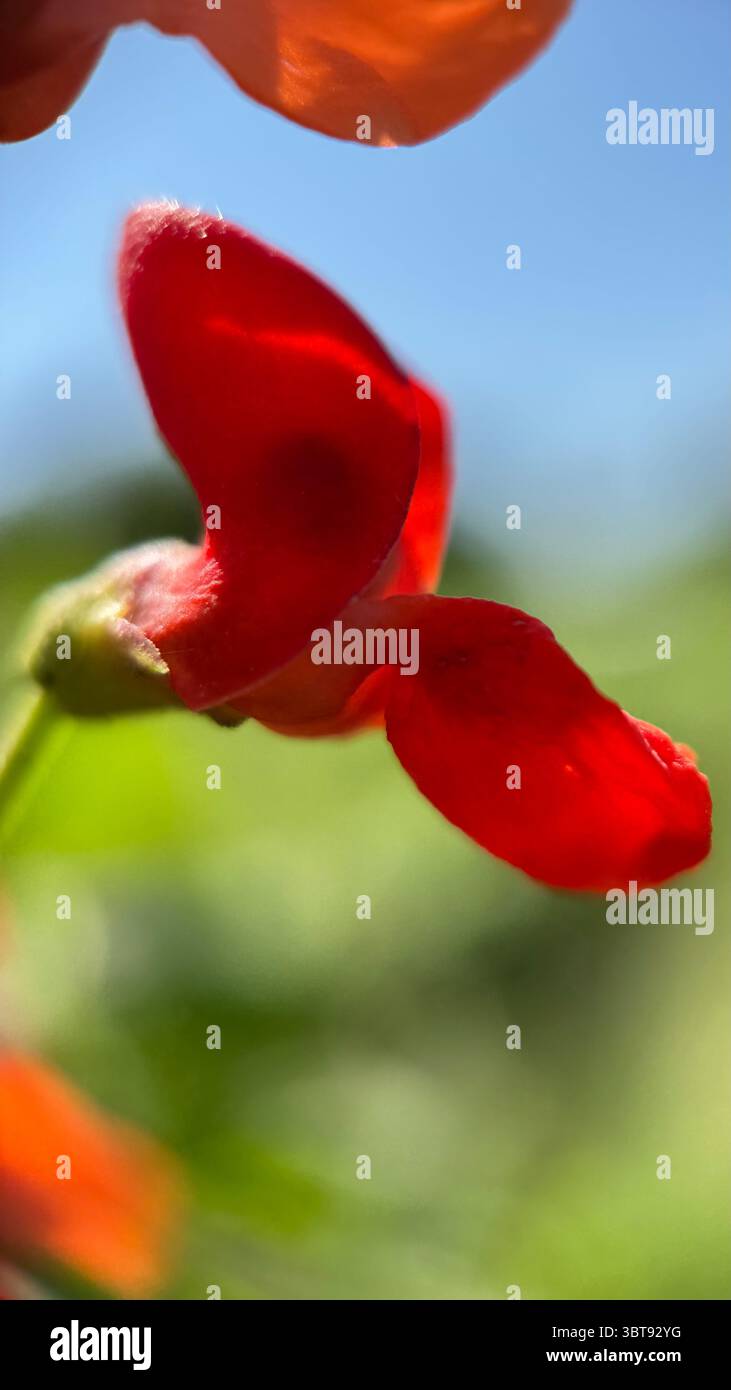 Scarlet runner bean flowers macro photography. A close up of red pea flowers. - Smartphone Captured Stock Image