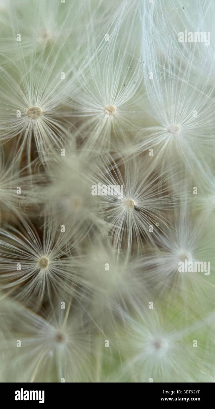 White fluffy parachute dandelion puffball macro photography. A close up of a dandelion silver seed head. - Smartphone Captured Stock Image