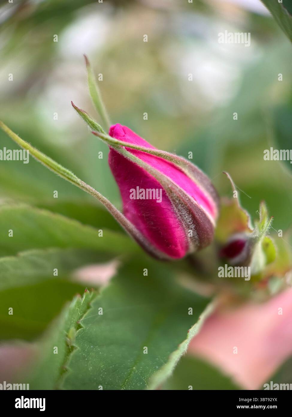 A bud of a rose macro photography. A close up of a rose bud. - Smartphone Captured Stock Image