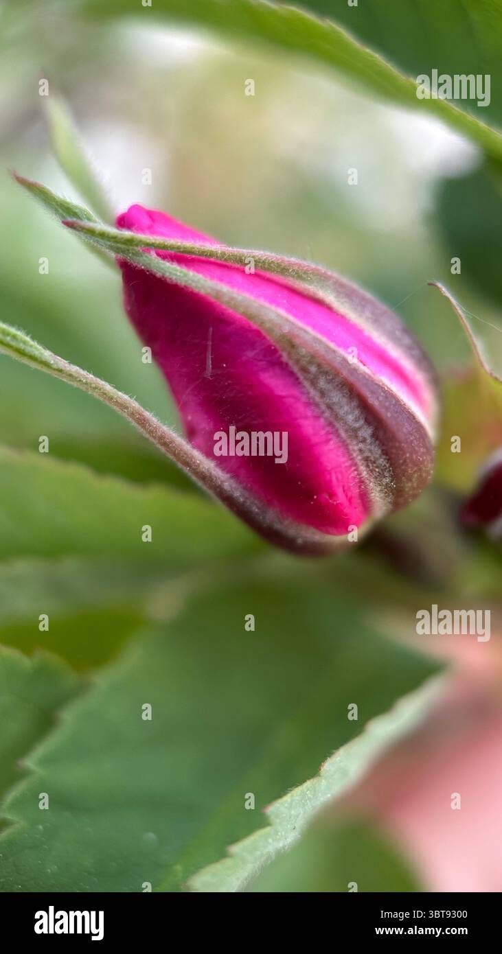 A bud of a rose macro photography. A close up of a rose bud. - Smartphone Captured Stock Image