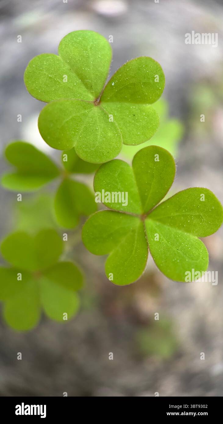 Wood shamrock green leaflets macro photography, - Smartphone Captured Stock Image