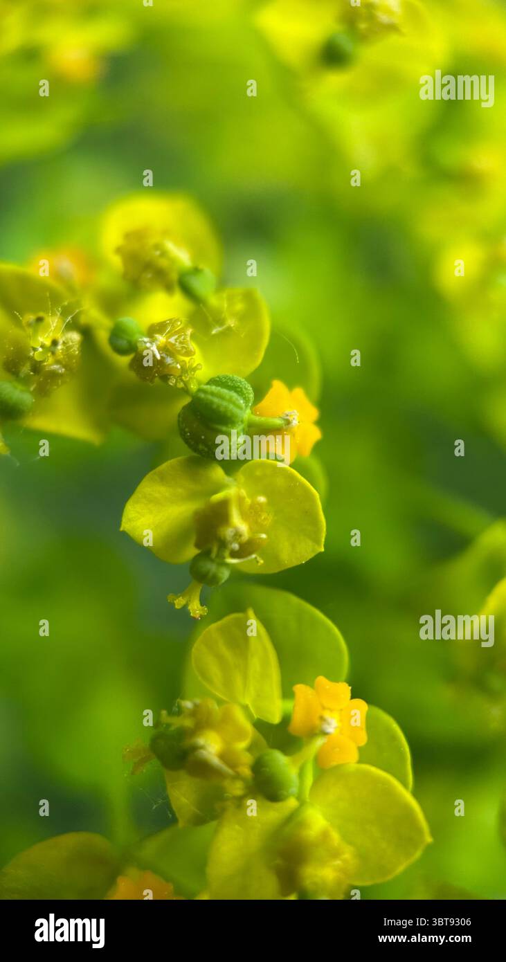 Cypress spourge yellowish green flowers macro photography. A close-up of flowering plant. - Smartphone Captured Stock Image