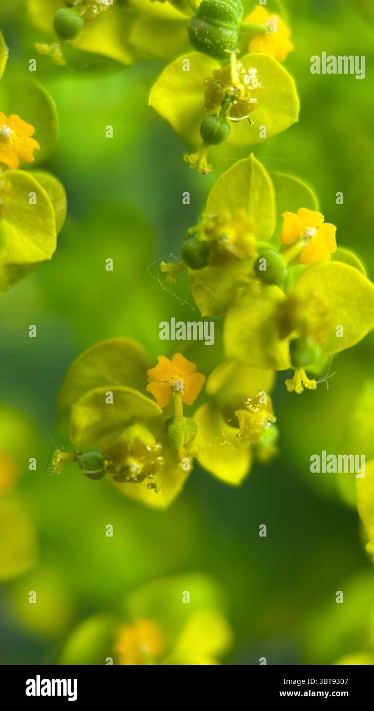 Cypress spourge yellowish green flowers macro photography. A close-up of flowering plant. - Smartphone Captured Stock Image
