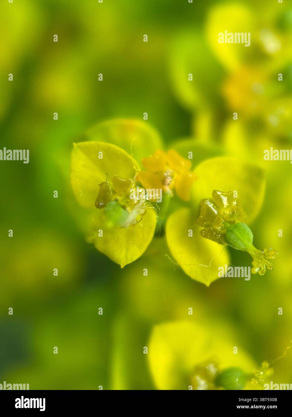 Cypress spourge yellowish green flowers macro photography. A close-up of flowering plant. - Smartphone Captured Stock Image
