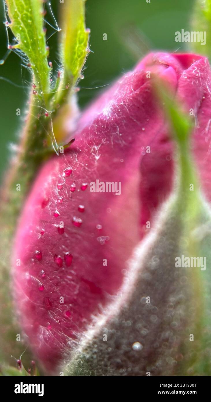 A bud of a rose macro photography. A close up of a rose bud. - Smartphone Captured Stock Image