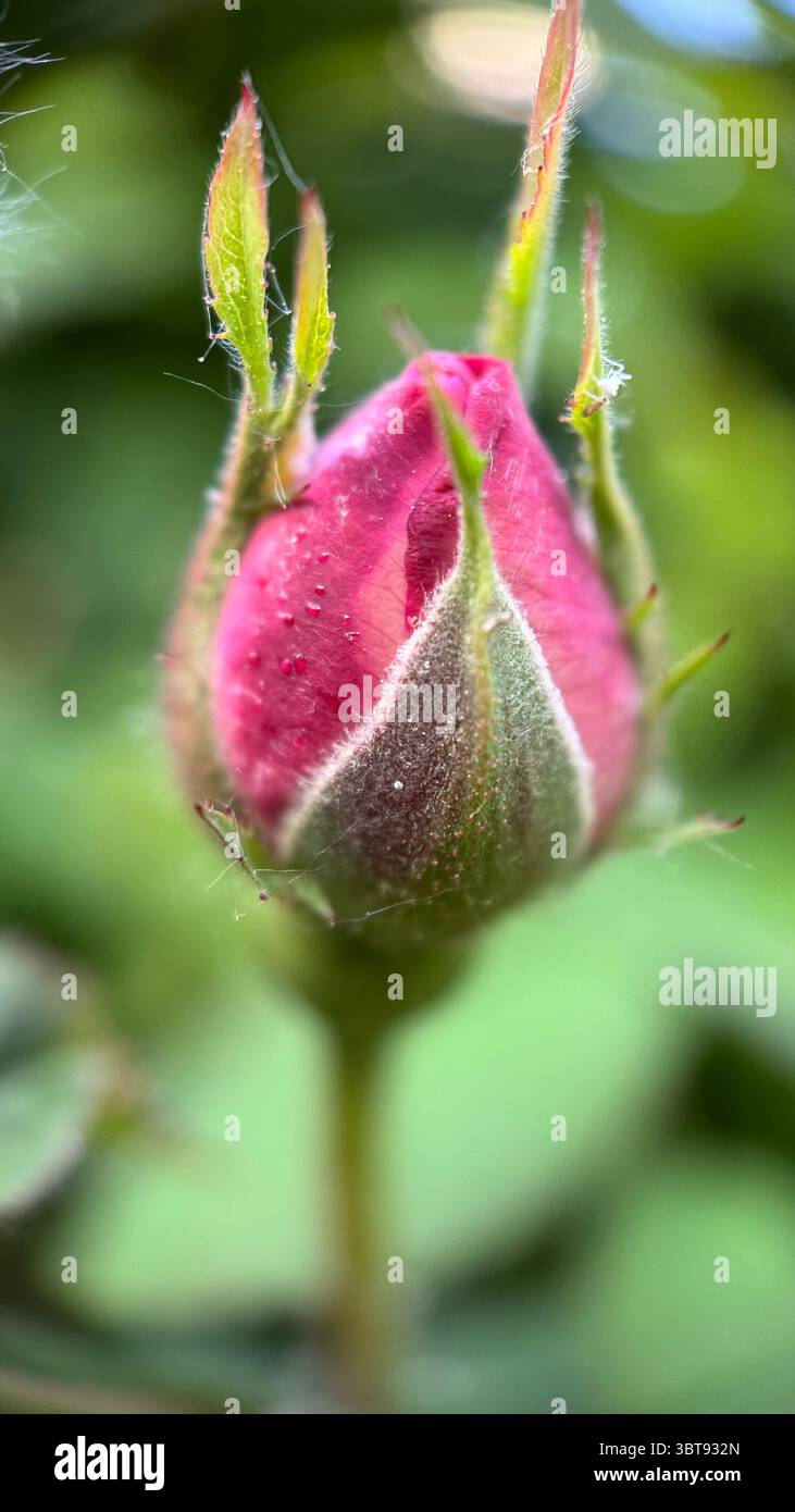 A bud of a rose macro photography. A close up of a rose bud. - Smartphone Captured Stock Image
