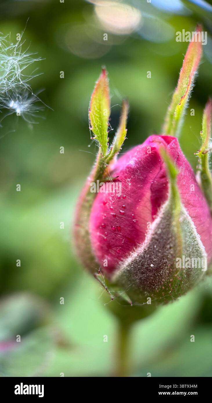 A bud of a rose macro photography. A close up of a rose bud. - Smartphone Captured Stock Image