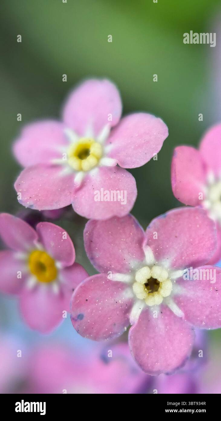 Pink rose forget-me-not flowers macro photography. A close up of small pink rose flowers. - Smartphone Captured Stock Image