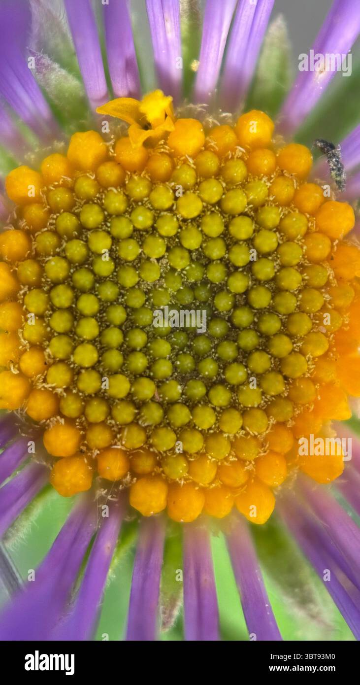 Blue alpine daisy purple flower macro photography. A close up of an alpine aster. - Smartphone Captured Stock Image