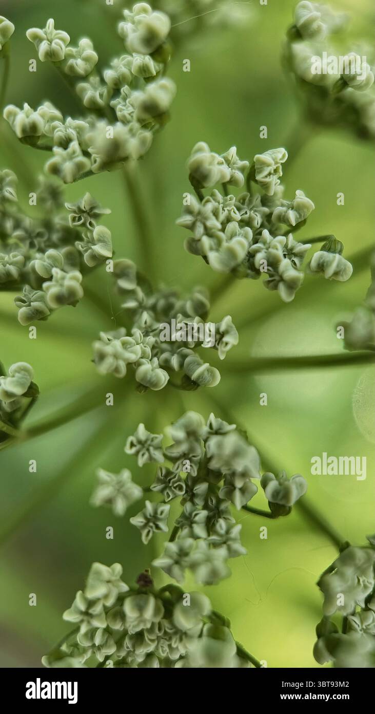 Wild carrot (Daucus carota)  flower head macro photography. - Smartphone Captured Stock Image
