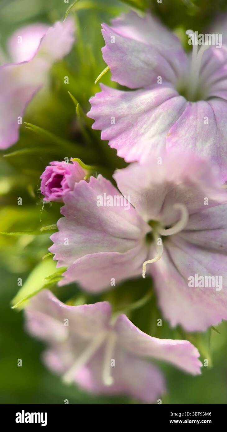 Maiden pink flower (Dianthus) macro photography. Pink flower petals close up. - Smartphone Captured Stock Image
