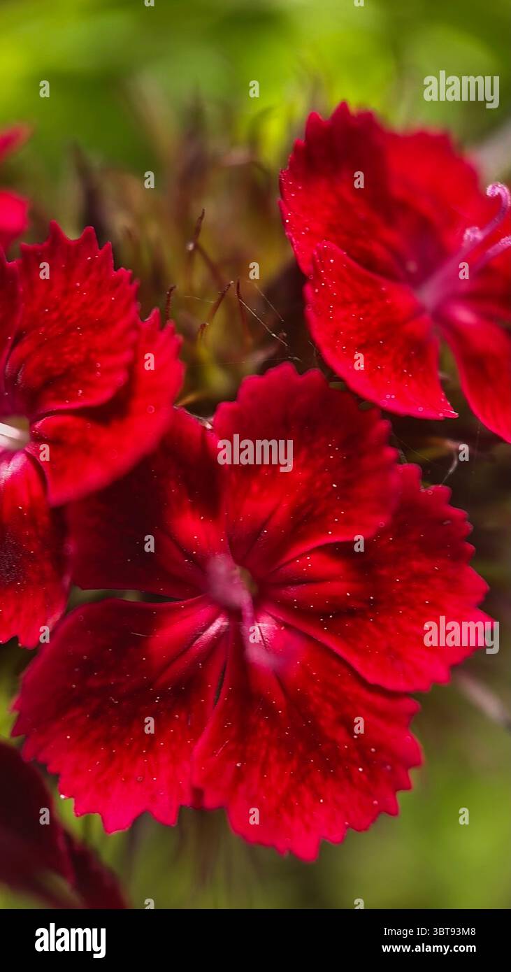 Maiden pink flower (Dianthus) macro photography. Burgundy red “pinks” flower petals close up. - Smartphone Captured Stock Image