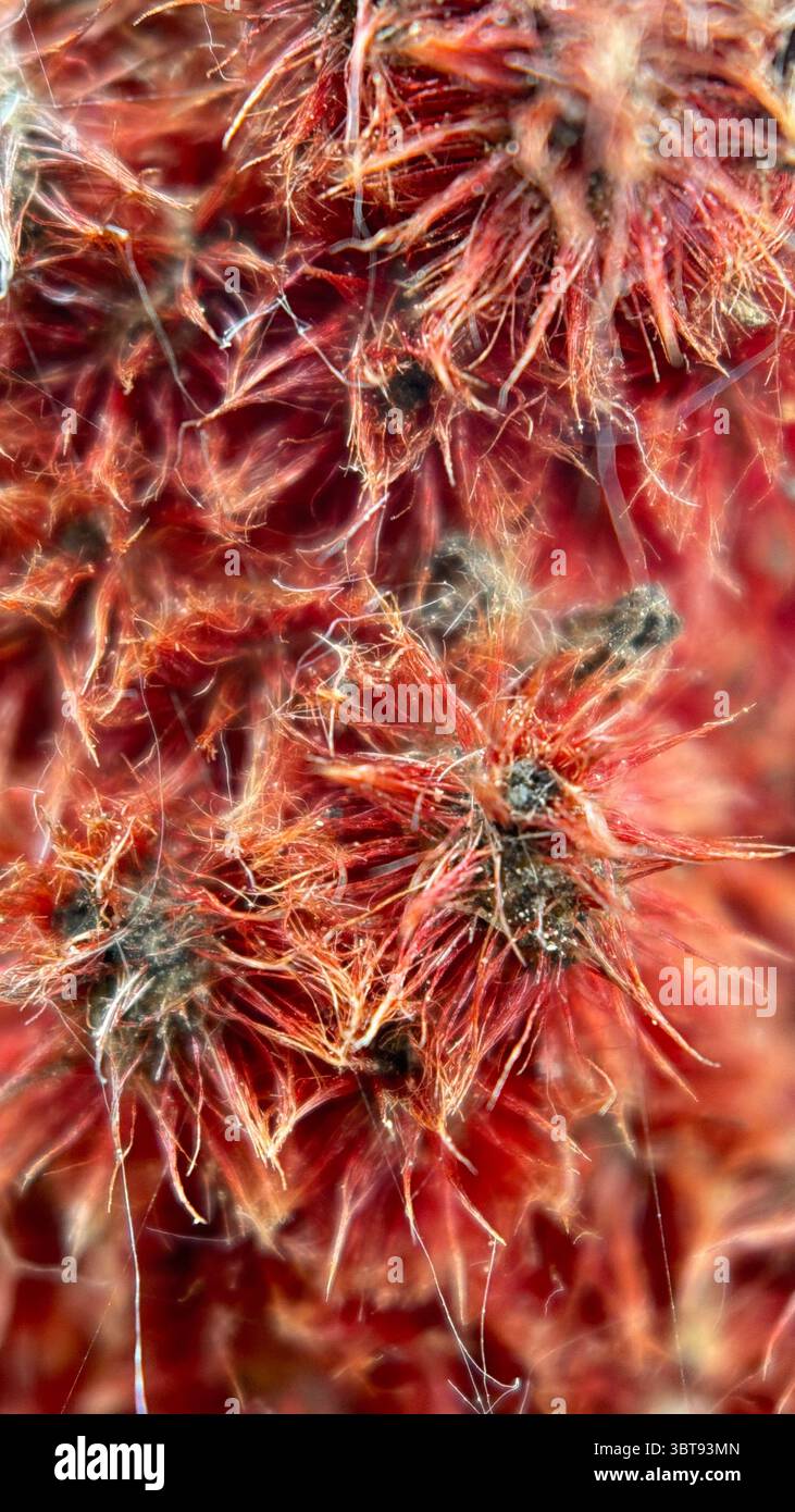 Fuzzy red fruit clusters of Staghorn Sumac macro photography. - Smartphone Captured Stock Image