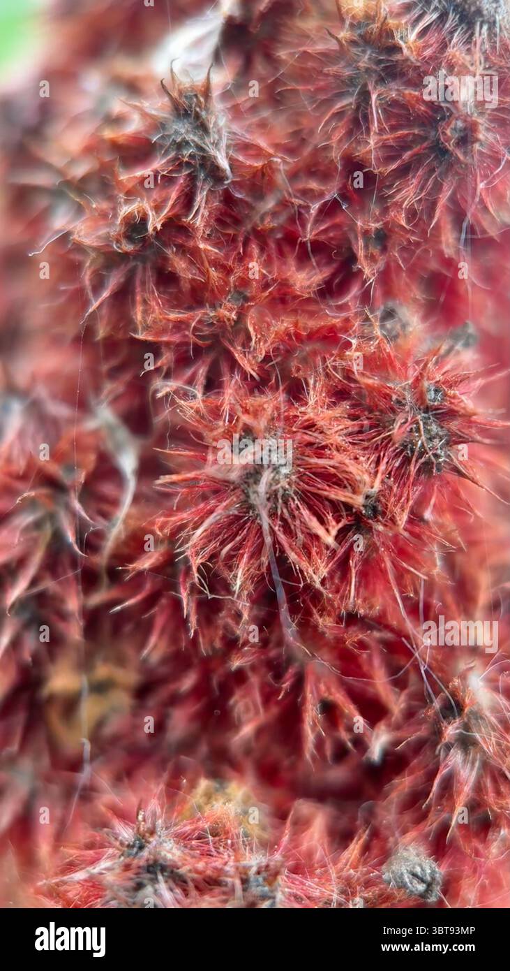 Fuzzy red fruit clusters of Staghorn Sumac macro photography. - Smartphone Captured Stock Image