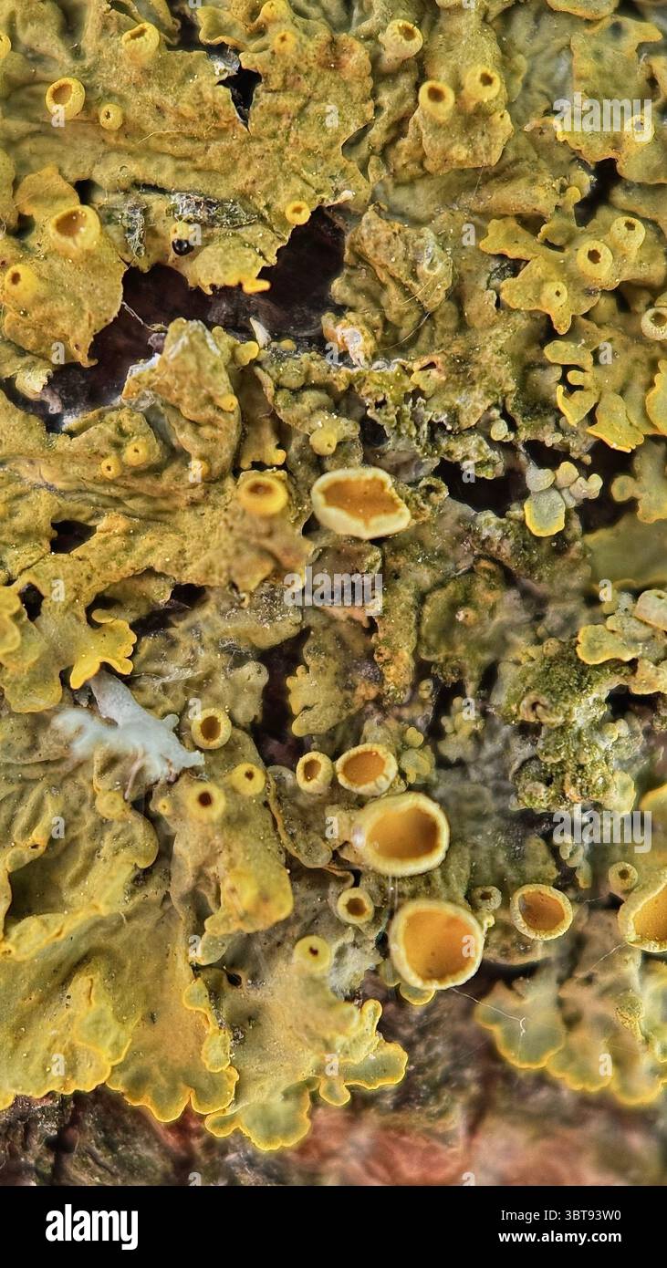 Yellow lichen growing on a tree bark macro photography. A close up of a bright yellow and orange lichen. - Smartphone Captured Stock Image