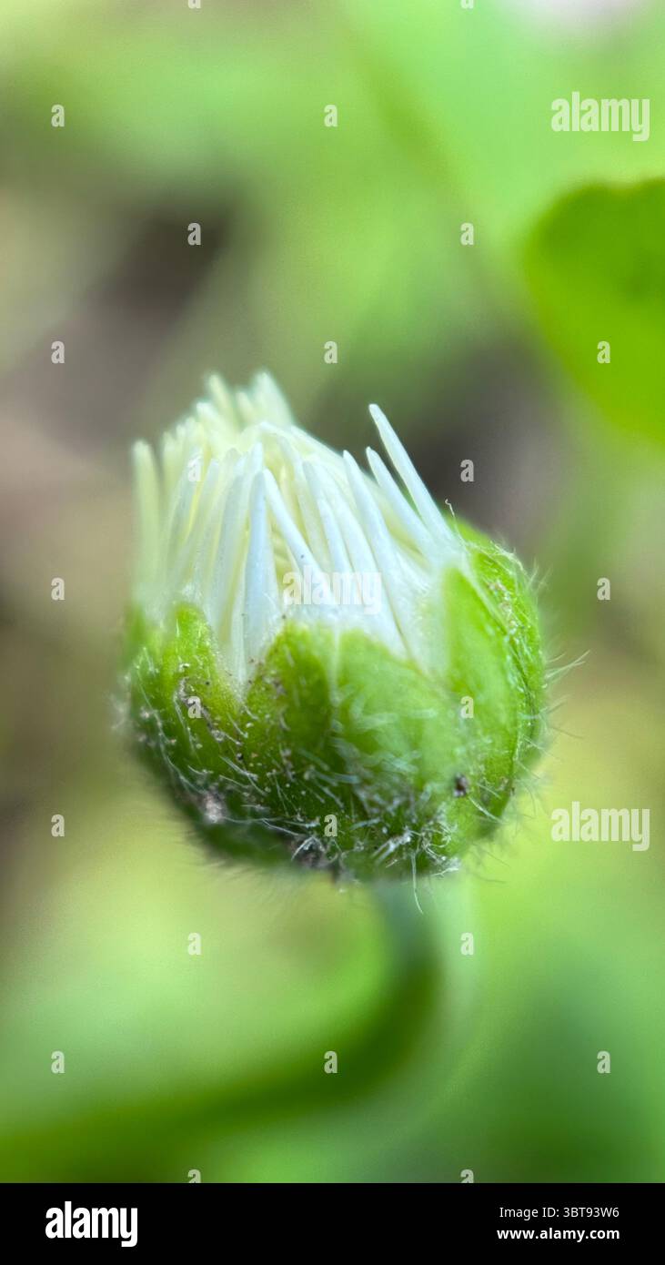 White daisy flower macro photography. A close up of a daisy petals and yellow center. - Smartphone Captured Stock Image