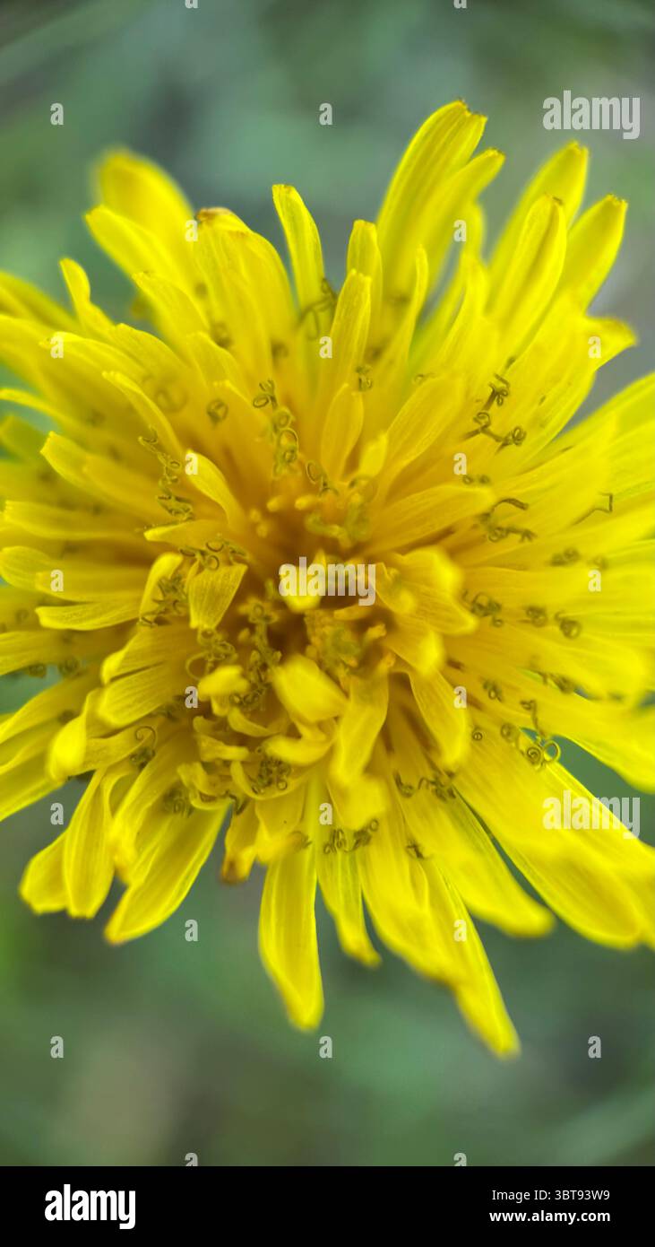 yellow dandelion flower macro photo. Detailed close up shot of a yellow dandelion. - Smartphone Captured Stock Image