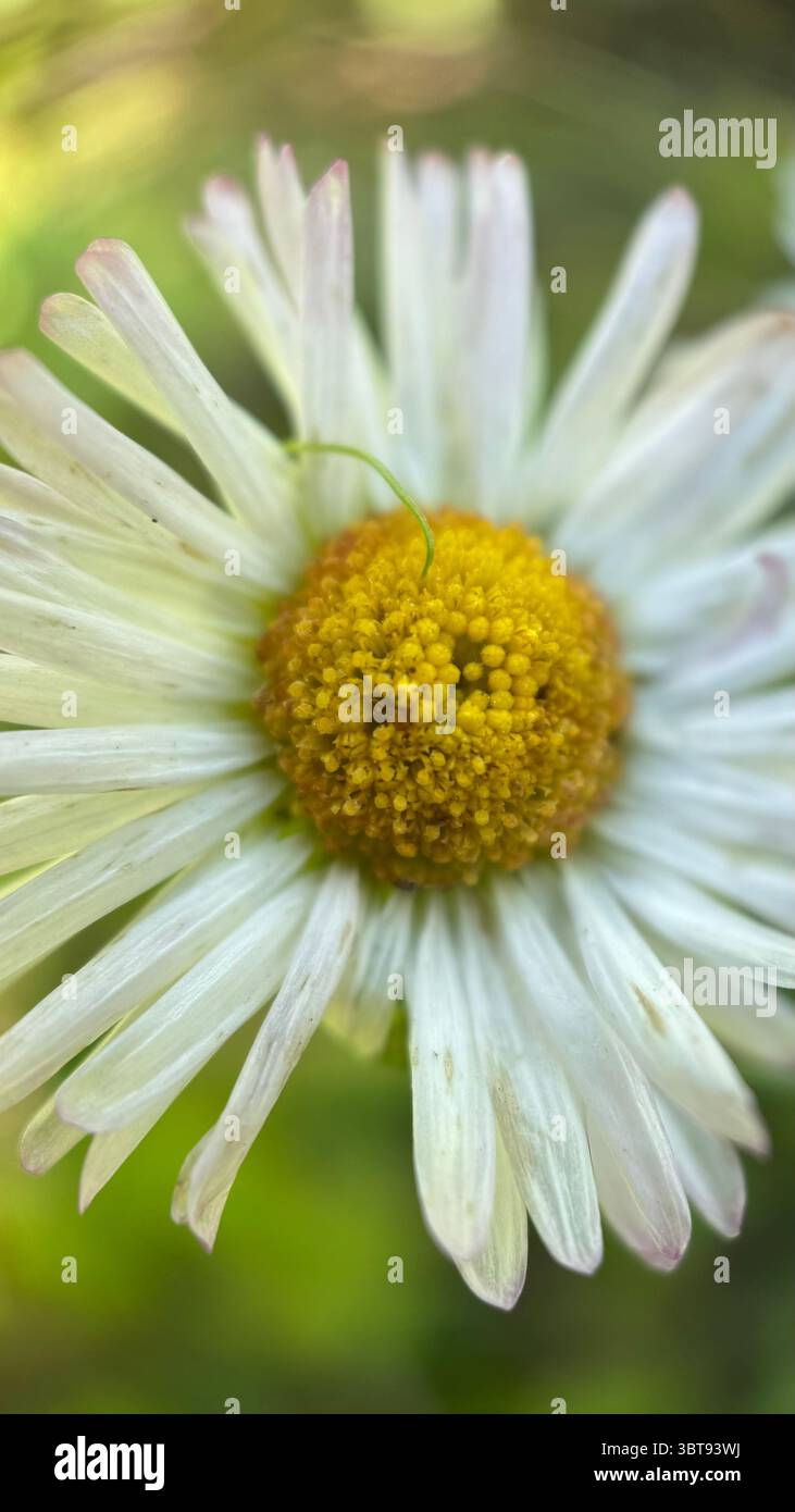 White daisy flower macro photography. A close up of a daisy petals and yellow center. - Smartphone Captured Stock Image