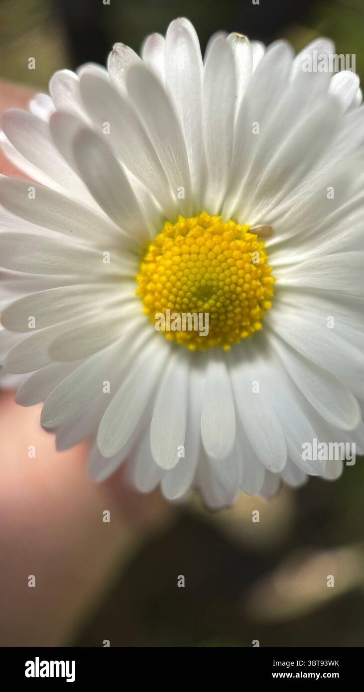 White daisy flower macro photography. A close up of a daisy petals and yellow center. - Smartphone Captured Stock Image