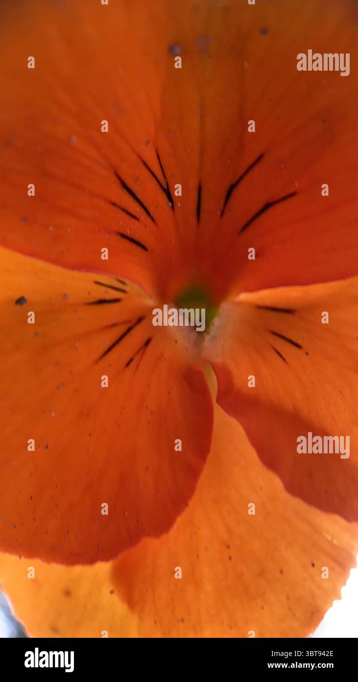 Orange pansy flower macro  photography. - Smartphone Captured Stock Image