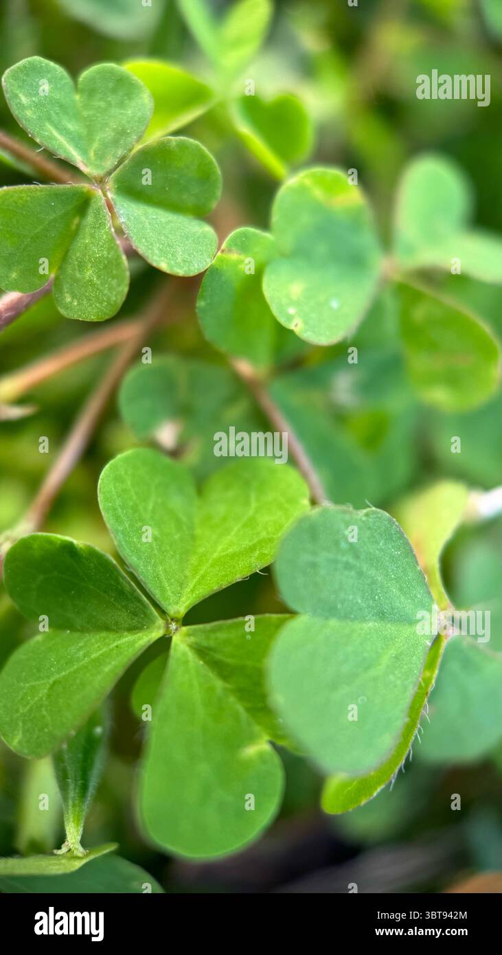 Wood shamrock green leaflets macro photography, - Smartphone Captured Stock Image