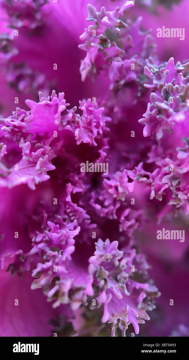 Cypress spourge yellowish green flowers macro photography. A close-up of flowering plant. - Smartphone Captured Stock Image