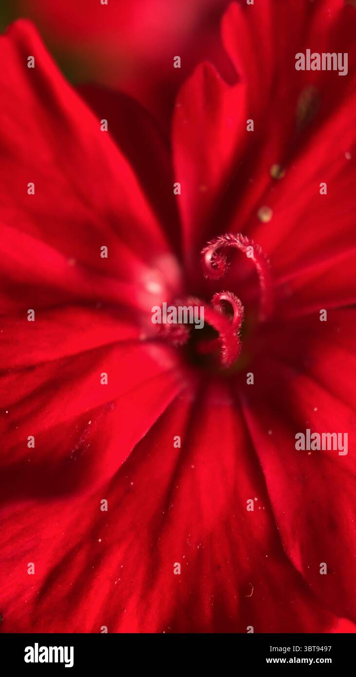 Extreme close-up of a red flower. Macro photography. - Smartphone Captured Stock Image