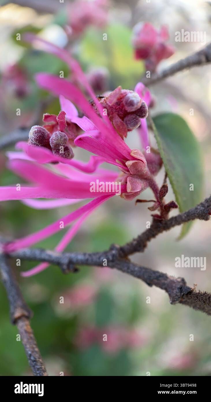 A closeup of a Chinese fringe flower. Pink flower macro photography. Loropetalum Chinese - Smartphone Captured Stock Image