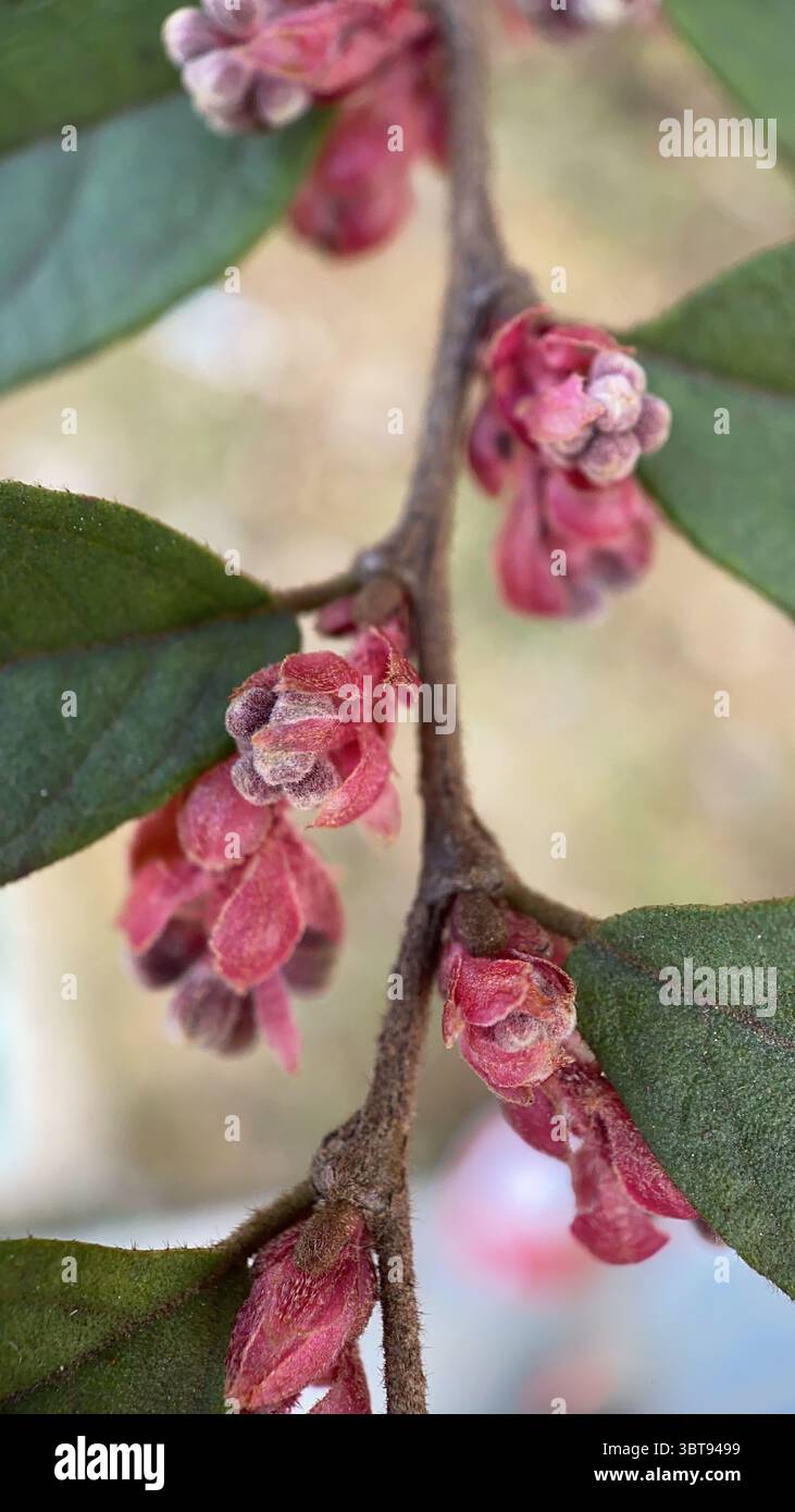 A closeup of a Chinese fringe flower. Pink flower macro photography. Loropetalum Chinese - Smartphone Captured Stock Image