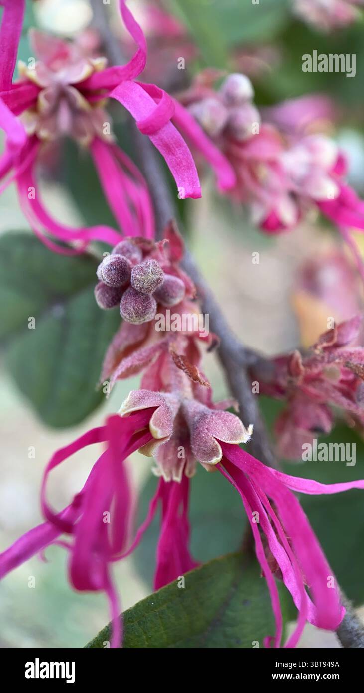 A closeup of a Chinese fringe flower. Pink flower macro photography. Loropetalum Chinese - Smartphone Captured Stock Image