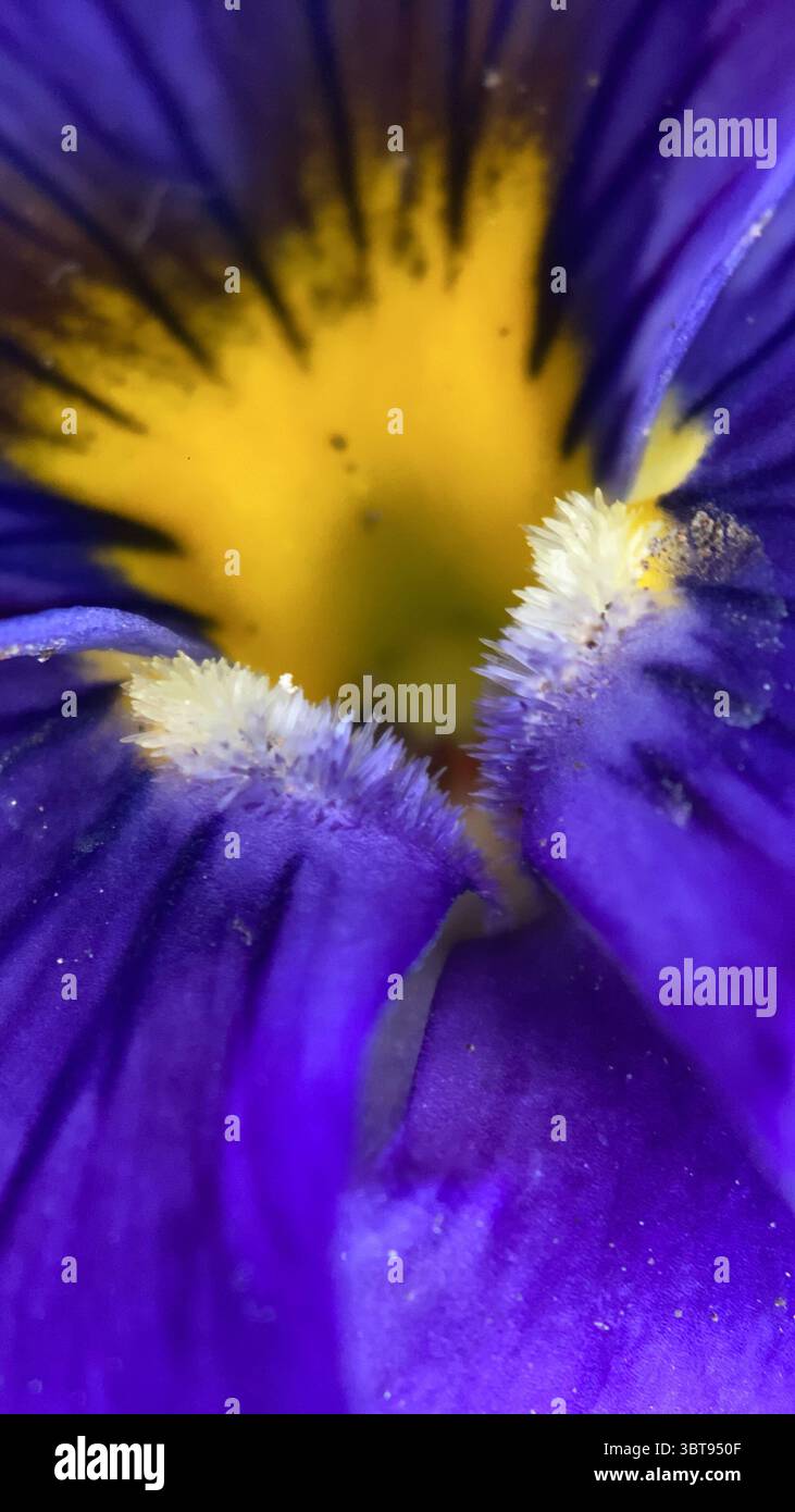A close up of purple and yellow pansy flower. Purple flower macro photography - Smartphone Captured Stock Image